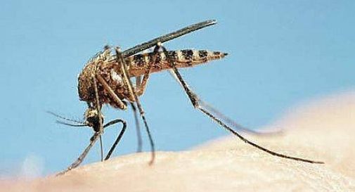 Il comune di Casier distribuisce gratuitamente Blister ecologici per contrastare le zanzare