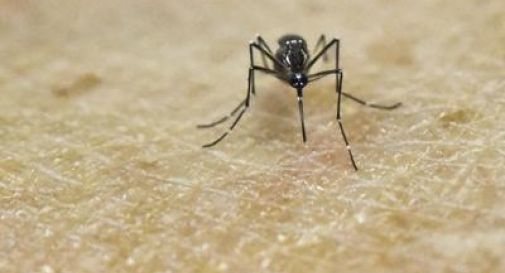 Zika, la conferma delle autorità Usa: 