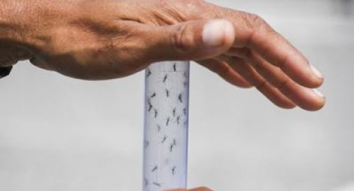 Dengue: ad oggi 324 casi tutti 'importati', nessun decesso.