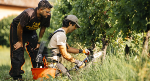 Vino, a scuola di dendrochirurgia in vigna per combattere il mal dell’esca con Simonit&Sirch.