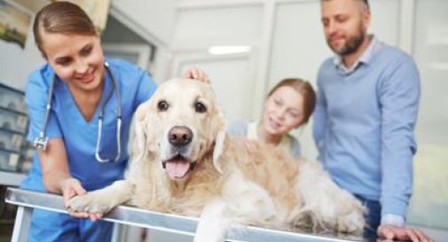 Università, a Roma Tor Vergata il nuovo corso di laurea in Medicina veterinaria.