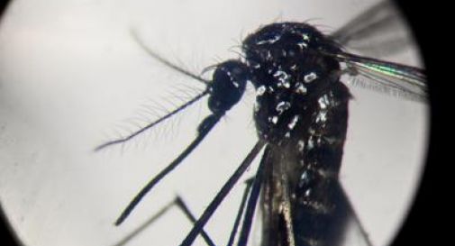 Dengue, '2024 da record', negli Usa alert ai medici.