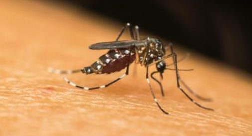 Dengue, 10 regole per difendersi in viaggio: i consigli degli esperti.